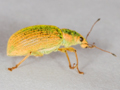 Polydrusus formosus